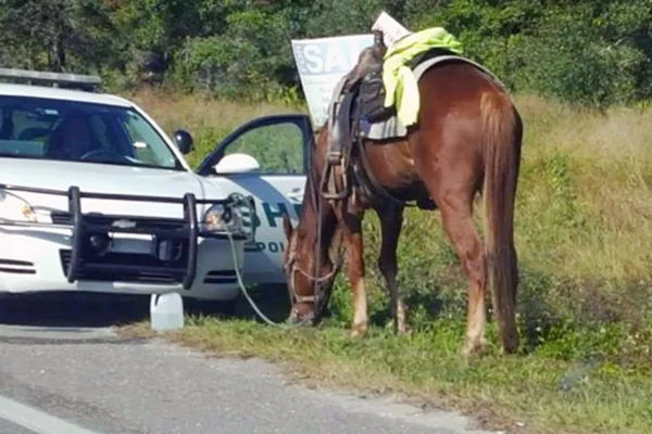 DUI on a Horse