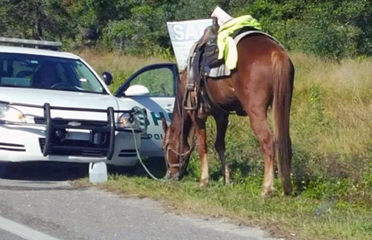 Can You Get a DUI on a Horse? The Surprising Legal Reality